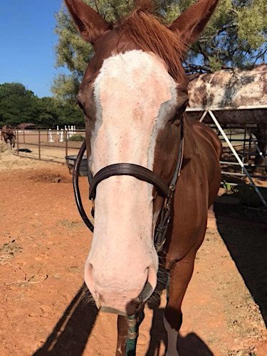 Use '4 Legged Sunblock' - Horses CAN Get Sunburn