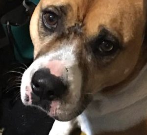 sunscreen for white dogs